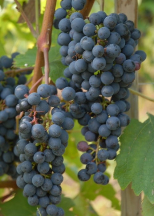 Cabernet Cubin ANT 0594